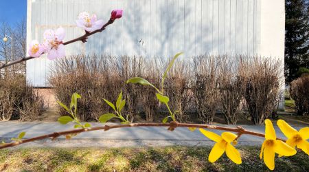 ZIELEŃ NA OSIEDLACH <br />Wczesnowiosenne zabiegi